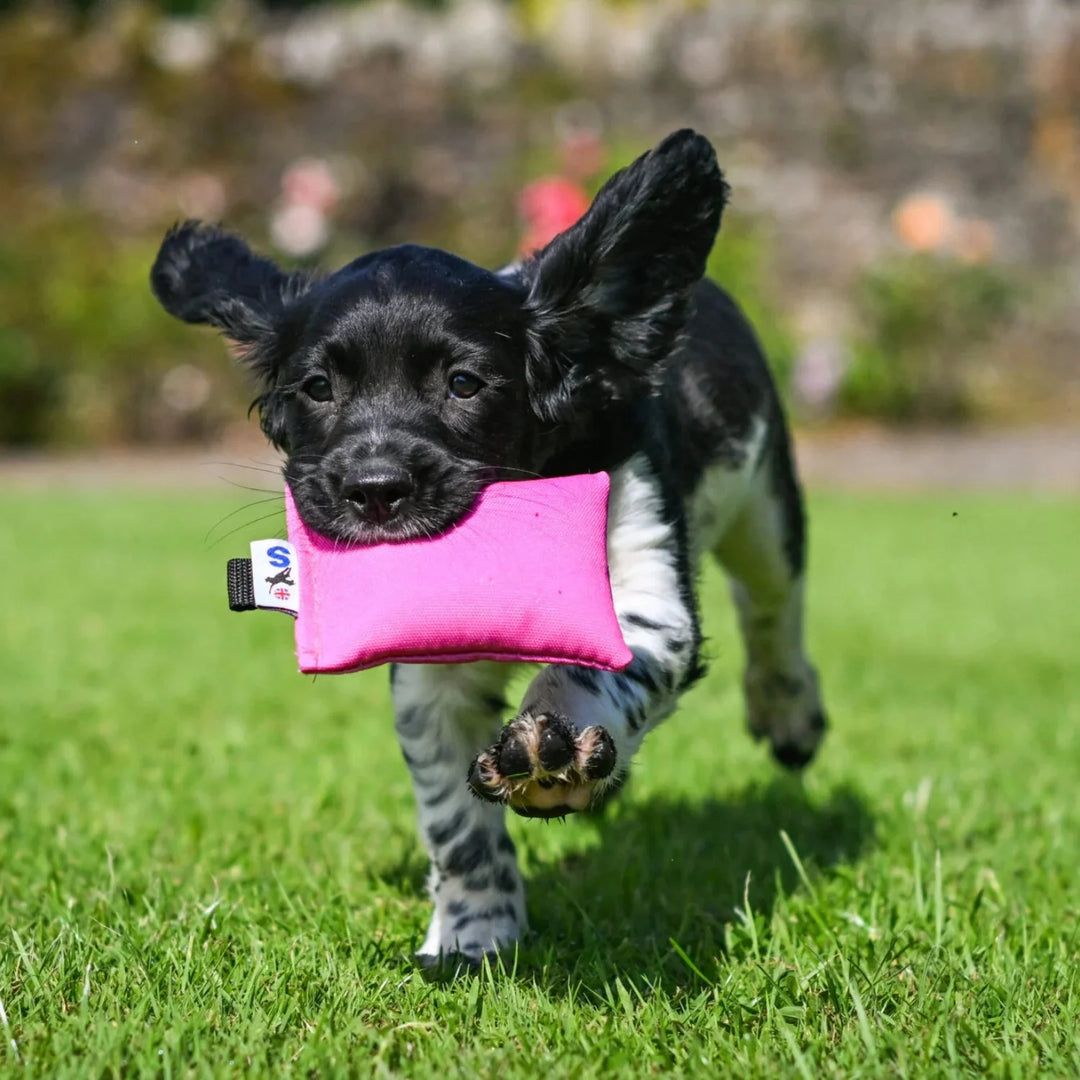 cocker spaniel valp apporterar med rosa valpdummy från sporting saint #color_pink
